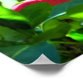 MacIntosh Apples on Tree Ile D'Orleans Poster (Hoek)