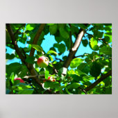 MacIntosh Apples on Tree Ile D'Orleans Poster (Voorkant)