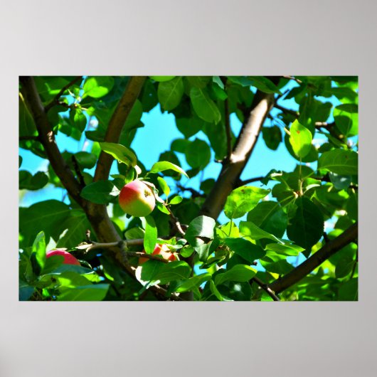 MacIntosh Apples on Tree Ile D'Orleans Poster (Voorkant)