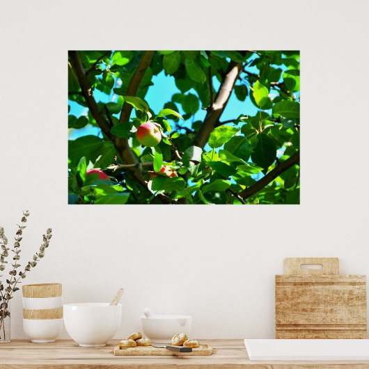 MacIntosh Apples on Tree Ile D'Orleans Poster (Keuken)