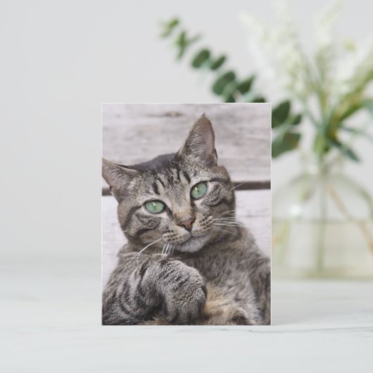 Mackerel Tabby Cat Briefkaart (Staand voorkant)