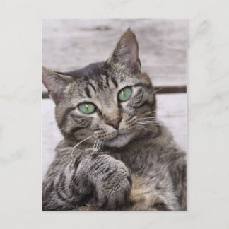 Mackerel Tabby Cat Briefkaart