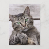 Mackerel Tabby Cat Briefkaart (Voorkant)