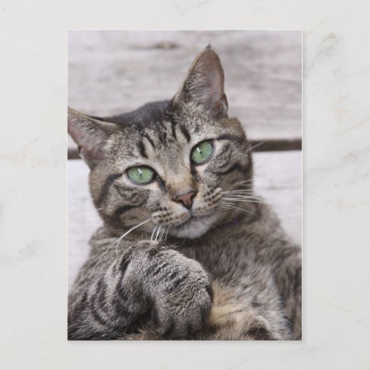 Mackerel Tabby Cat Briefkaart (Voorkant)