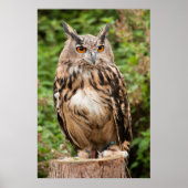 MACKINDER ELLE OWL POSTER (Voorkant)
