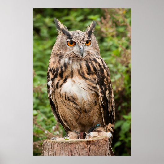 MACKINDER ELLE OWL POSTER (Voorkant)