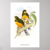 Macklot's Trogon (1850-1883) Poster (Voorkant)
