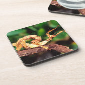 Macleay's Specter (Spiney Stick Insect) Bier Onderzetter (Linkerzijde)