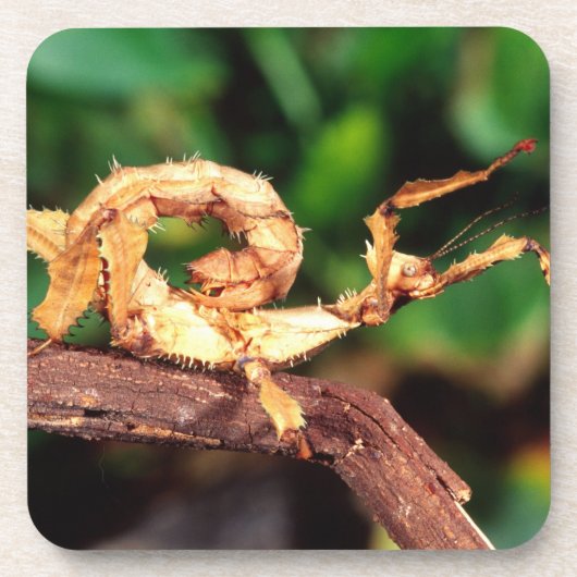 Macleay's Specter (Spiney Stick Insect) Bier Onderzetter (Voorkant)