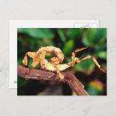 Macleay's Specter (Spiney Stick Insect) Briefkaart (Voorkant / Achterkant)