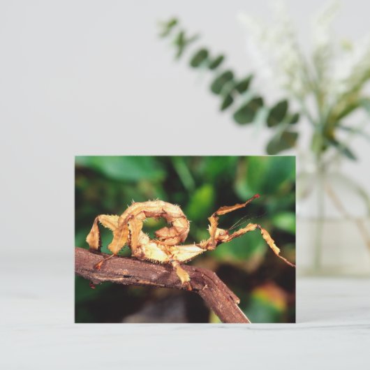Macleay's Specter (Spiney Stick Insect) Briefkaart (Staand voorkant)