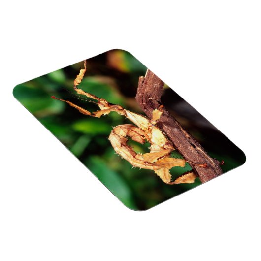 Macleay's Specter (Spiney Stick Insect) Magneet (Rechterzijde)