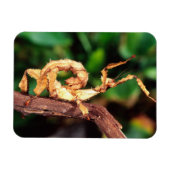 Macleay's Specter (Spiney Stick Insect) Magneet (Horizontaal)