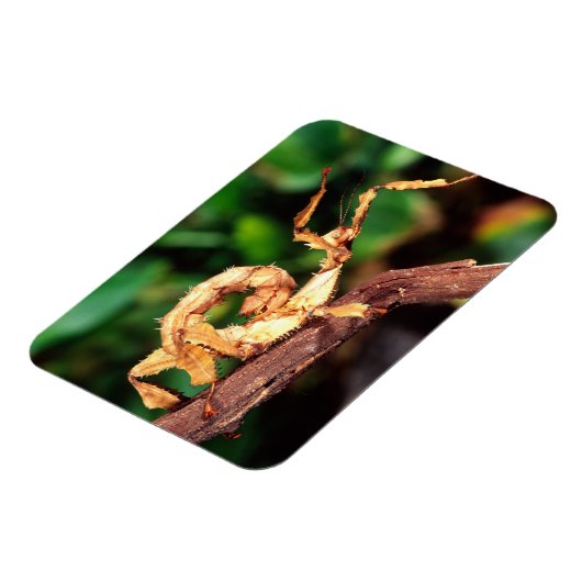 Macleay's Specter (Spiney Stick Insect) Magneet (Linkerzijde)