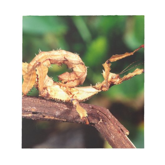 Macleay's Specter (Spiney Stick Insect) Notitieblok (Voorkant)