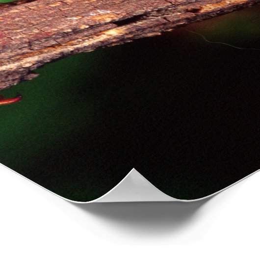 Macleay's Specter (Spiney Stick Insect) Poster (Hoek)