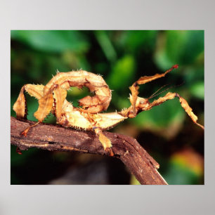 Macleay's Specter (Spiney Stick Insect) Poster