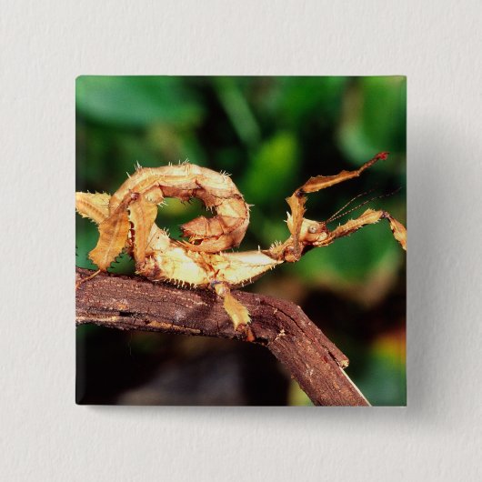 Macleay's Spectre (stekelige wandelende tak) Vierkante Button 5,1 Cm (Voorkant)
