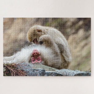 Macque-aap, Japanse apenfotografie Legpuzzel
