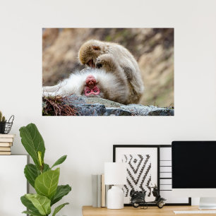 Macque Monkey, het goede leven Poster