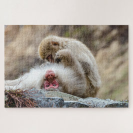 Macque Monkey, Japanse Aap Fotografie Legpuzzel