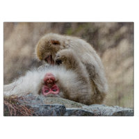 Macque Monkey, Japanse Aap Fotografie