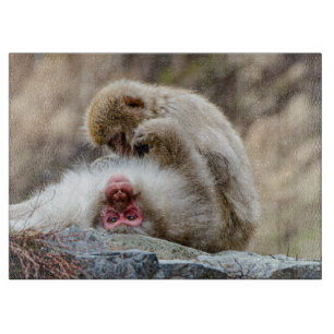 Macque Monkey, Japanse Aap Fotografie Snijplank