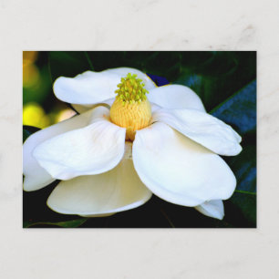 macro afbeelding Magnolia bloem Briefkaart