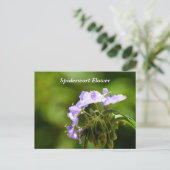 Macro-afbeelding met spinwortbloem briefkaart (Staand voorkant)