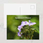 Macro-afbeelding met spinwortbloem briefkaart (Voorkant / Achterkant)