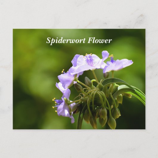 Macro-afbeelding met spinwortbloem briefkaart (Voorkant)