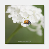 Macro-afbeelding van een Ladybird op een wilde blo