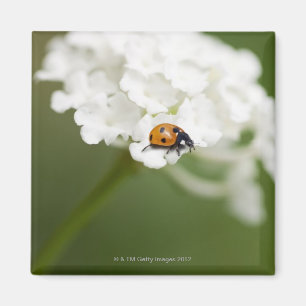 Macro-afbeelding van een Ladybird op een wilde blo Magneet
