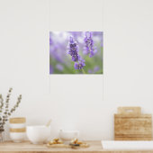 Macro-afbeelding van lavenderbloemen met zeer poster (Keuken)
