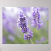 Macro-afbeelding van lavenderbloemen met zeer poster (Voorkant)