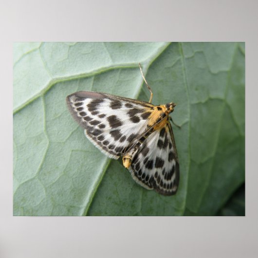 Macro-afdruk voor Small Magpie Moth Poster (Voorkant)