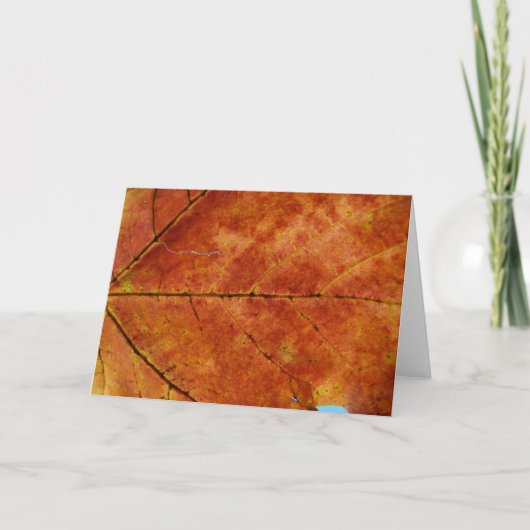 Macro Autumn Leaf Foto Kaart (Voorkant)