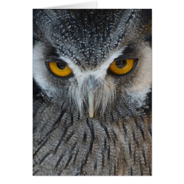 Macro Black en White Owl (Voorkant)