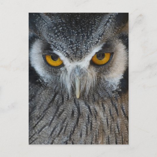 Macro Black en White Owl Briefkaart (Voorkant)