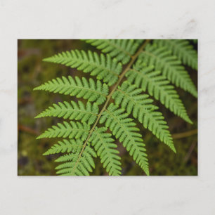 Macro bosvarenblad weelderig groene natuur briefkaart