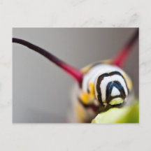 Macro-Briefkaart van de derde pijler