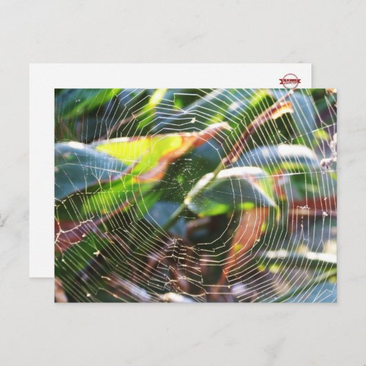 Macro-Briefkaart van Spider Webs Briefkaart (Voorkant / Achterkant)
