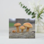 Macro-Briefkaart van Tiny Toadstools Briefkaart (Staand voorkant)