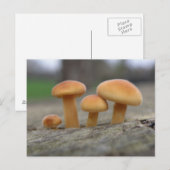 Macro-Briefkaart van Tiny Toadstools Briefkaart (Voorkant / Achterkant)