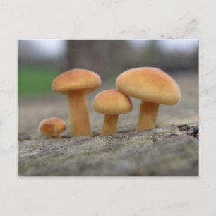 Macro-Briefkaart van Tiny Toadstools Briefkaart