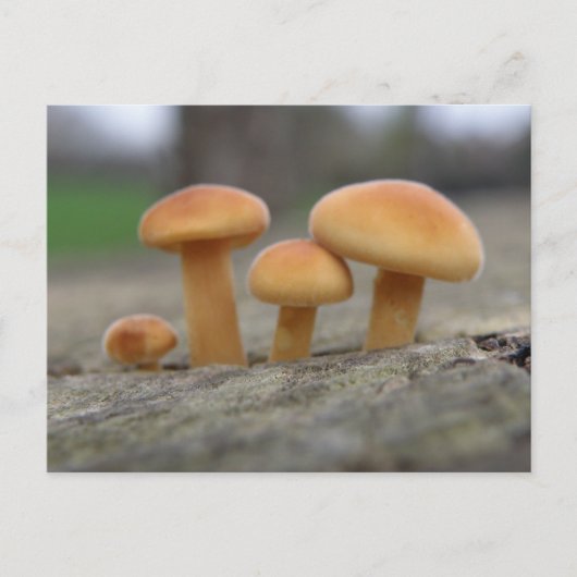 Macro-Briefkaart van Tiny Toadstools Briefkaart (Voorkant)