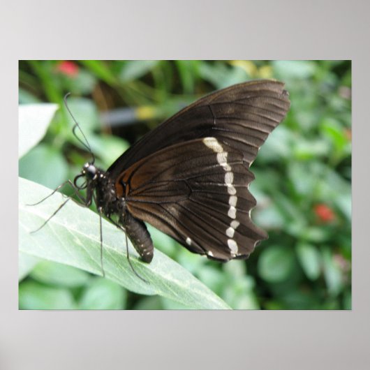 Macro Butterfly Print (Voorkant)