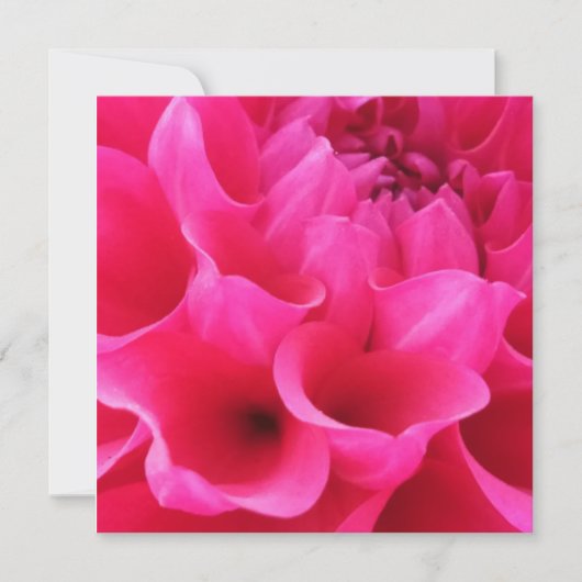 Macro Close-up Delilah Flower Kaart (Voorkant)