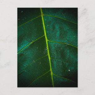 Macro Close-Up van groen blad met helder geel Briefkaart