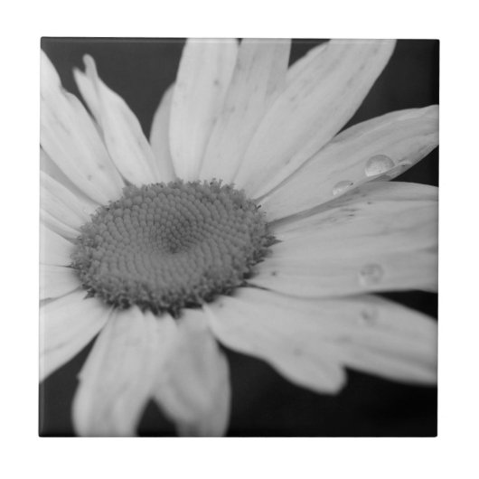 Macro Daisy Black en White Flower Tile Tegeltje (Voorkant)